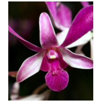 Orchid Flower t-shirts by naturelife Orchid Flower t-shirts