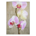 Orchid Flowers Card