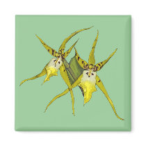 Orchid Flowers magnets