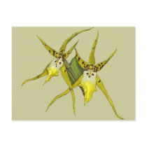 Orchid Flowers postcards