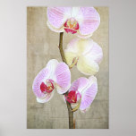 Orchid Flowers Poster