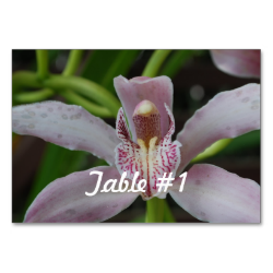 Orchid Flowers Table Cards