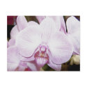 Orchid Four Postcard by GrumpyKittenGraphics Orchid Four Postcard