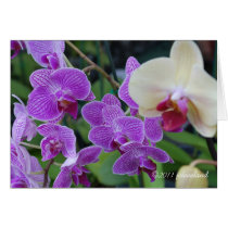 Orchid from Vero Beach, FL Greeting Cards
