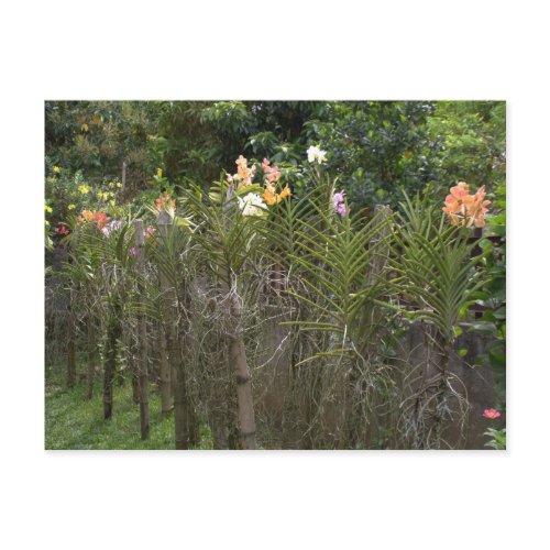 Orchid garden