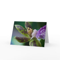 Orchid • Greeting Card