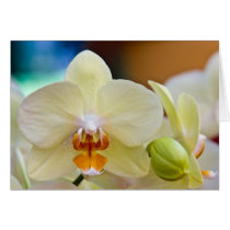 Orchid • Greeting Card cards
