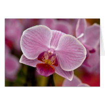 Orchid • Greeting Card cards