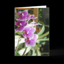 orchid greeting card flower art