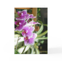 orchid greeting card flower art