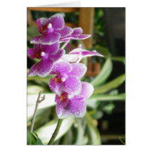 orchid greeting card flower art