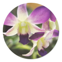 Orchid, Hawaiian stickers