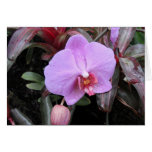 Orchid in the Garden cards