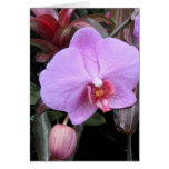 Orchid in the Garden cards