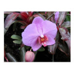 Orchid in the Garden postcards