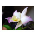 Orchid, Iwanagaara Appleblossom posters