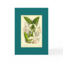 Orchid - Laelia Anceps cards