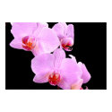 Orchid Love posters by SweetRascal Orchid Love posters