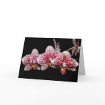 Orchid Lovers' Choice Cards