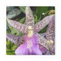 Orchid Magnet