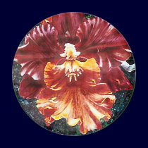 Orchid Magnet