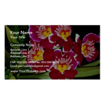 Orchid, miltonia hybrid  flowers business card templates