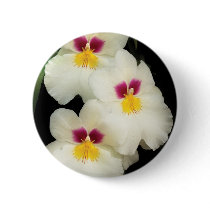 Orchid - Miltoniopsis - The Three Amigos buttons