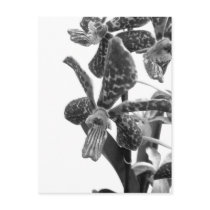 Orchid Mood postcards by Heartworks Orchid Mood postcards
