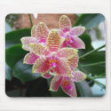 Orchid Mousepad by Mike144mann Orchid Mousepad
