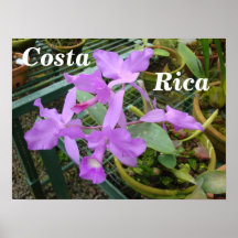 Orchid -- National Flower of Costa Rica Posters
