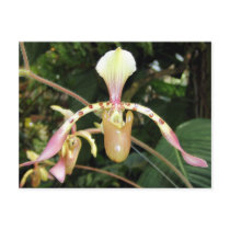 Orchid Nine Postcard by GrumpyKittenGraphics Orchid Nine Postcard