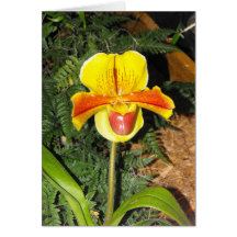 Orchid Note Card