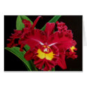 Orchid Oil on Canvas Card