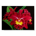 Orchid Oil on Canvas Print