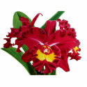Orchid Oil on Canvas Sculptures photo sculptures