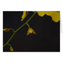 Orchid on Black cards