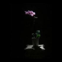 Orchid on Black print posters