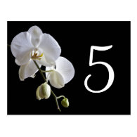 Orchid on Black Table Numbers Postcards