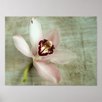 Orchid on Canvas posters