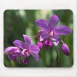 Orchid on Mousepad