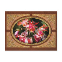 Orchid - Oncidium Orchid - Eye Candy Post Cards