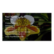 Orchid, paphiopedilum-hybrid (quiberon bay) business cards