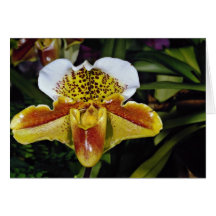 Orchid, paphiopedilum-hybrid (quiberon bay) cards