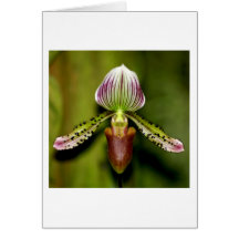 Orchid-Paphiopedilum-lawrenceanum Greeting Cards