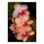 Orchid - Phalaenopsis - A set of beauties Card