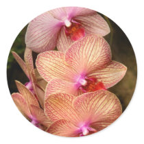Orchid - Phalaenopsis - A set of beauties stickers by suburbanscenes Orchid - Phalaenopsis - A set of beauties stickers