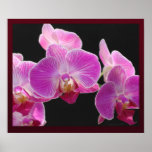 Orchid Phalaenopsis Cluster Print