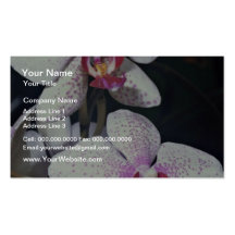 Orchid, phalaenopsis-hybrid (musterlandstern)  flo business card template