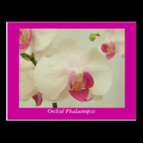 Orchid Phalaenopsis postcards