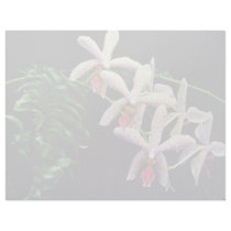 Orchid phalenopsis (Vivian)  flowers Letterhead Template